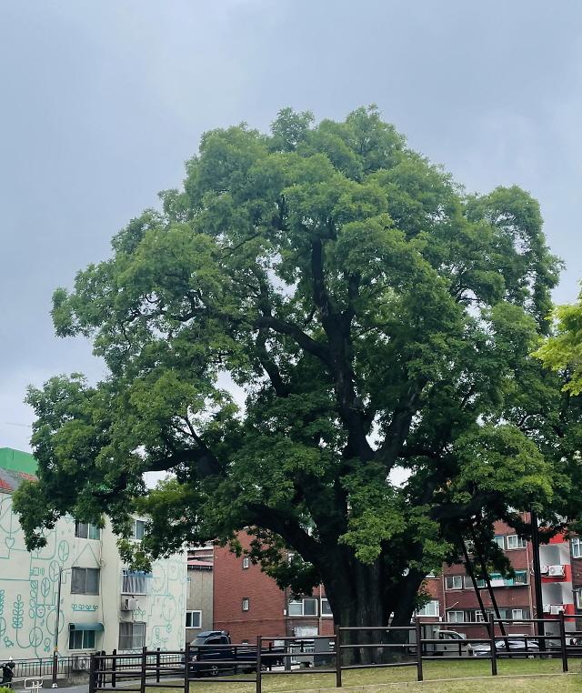 1인천_서구,_‘신현동_회화나무길’_명예도로명_부여.jpg 이미지