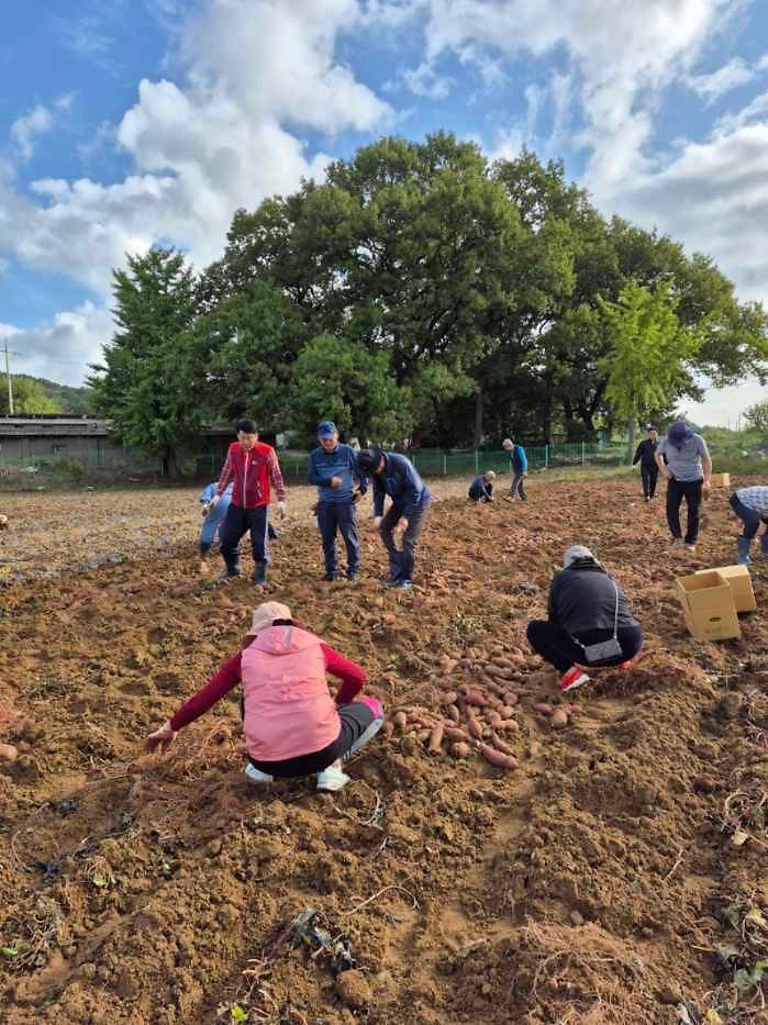 6_한국농촌지도자_서구연합회,_정성껏_키운_고구마_나눔.jpg 이미지